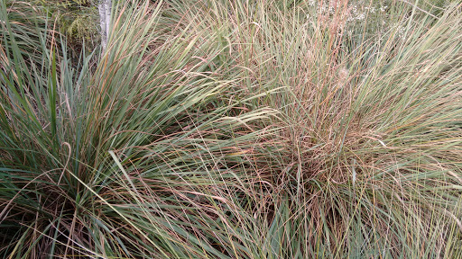 Park «Kapok Park», reviews and photos, 2950 Glen Oak Ave N, Clearwater, FL 33759, USA