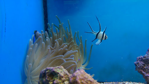 Pet Supply Store «Petco Animal Supplies», reviews and photos, 1835 E Guadalupe Rd #112, Tempe, AZ 85283, USA