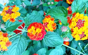 Phipps Conservatory and Botanical Gardens - photo 48