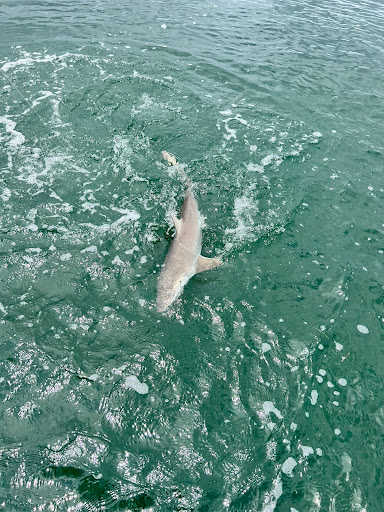 Tourist Attraction «Captain Matt Santiago Fishing Charters and Tampa Bay Fishing Guide Association», reviews and photos, 3520 W Shell Point Rd, Ruskin, FL 33570, USA