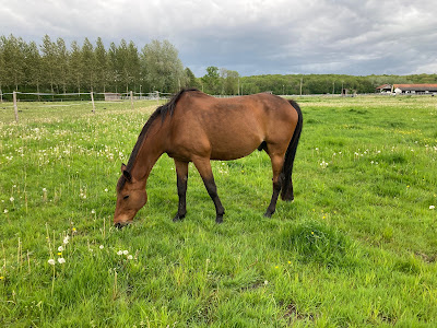 Ecuries du Maupas à Carlepont