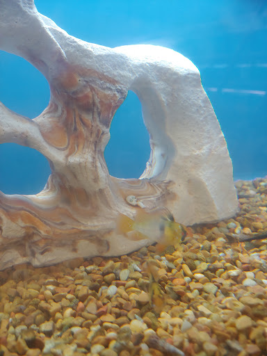 Pet Supply Store «Petco Animal Supplies», reviews and photos, 22000 Dulles Retail Plaza #110, Sterling, VA 20166, USA