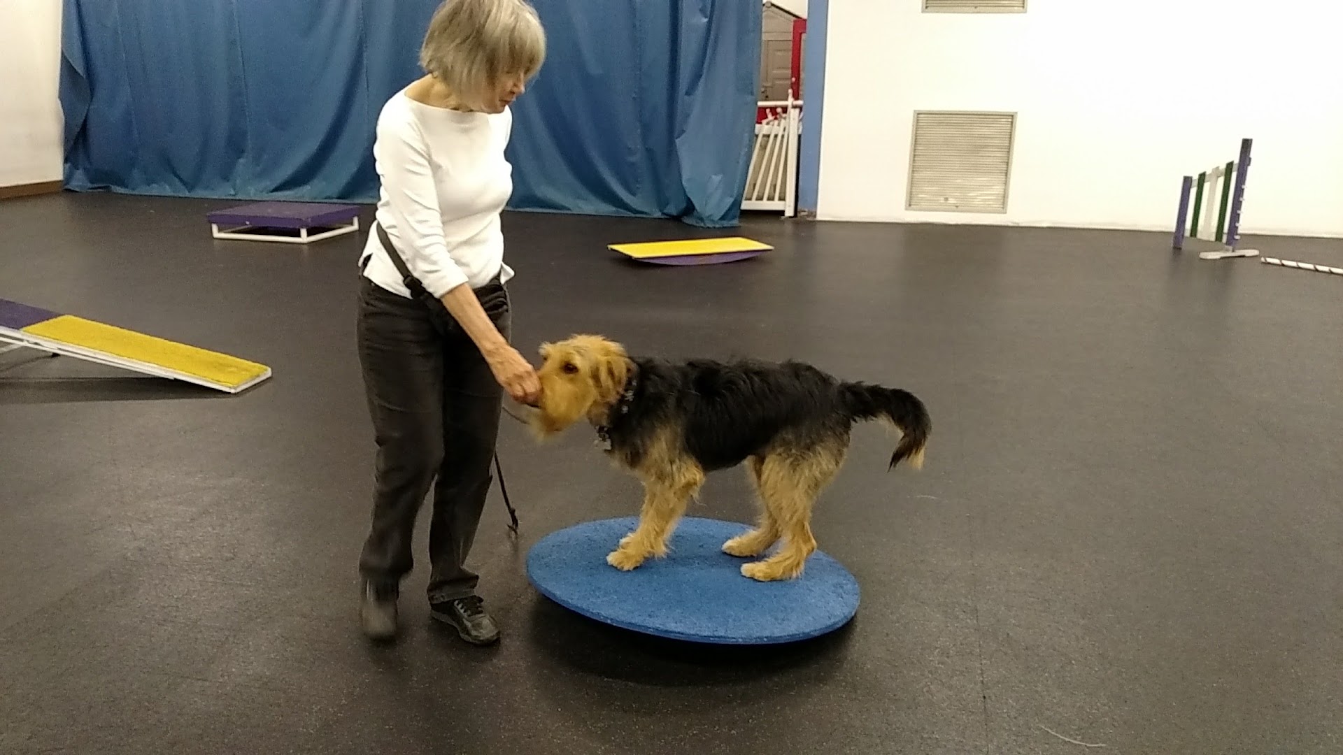 All Fours Dog Training - ChicagoAgility.com