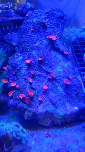 Tropical Fish Store «Discovery Aquatics - Marine Fish, Coral, Saltwater Fish Store», reviews and photos, 36037 US Hwy 19 N, Palm Harbor, FL 34684, USA