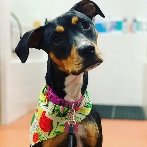 Pet Care Service «Green Paws Pet Market», reviews and photos, 10037 Cleary Blvd, Plantation, FL 33324, USA