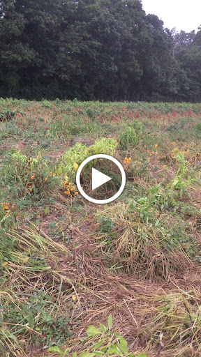 Farm «Lewin Farms», reviews and photos, 812 Sound Ave, Calverton, NY 11933, USA