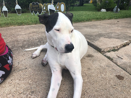 Pet Supply Store «Big Tex Feed & Pet Supply», reviews and photos, 7102 Cullen Blvd, Houston, TX 77021, USA