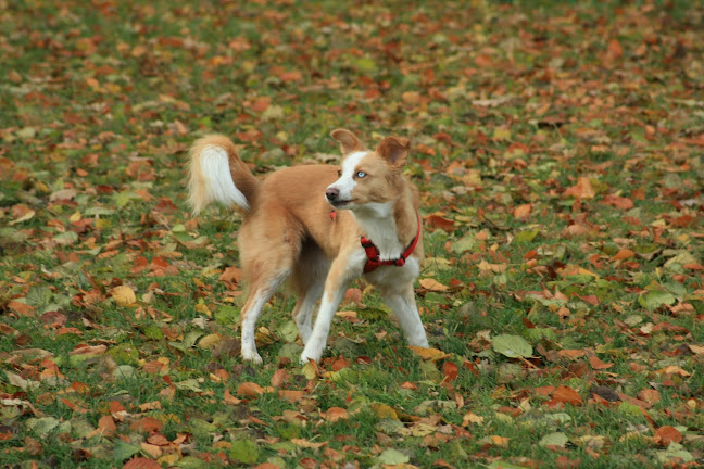 Praxis für klassische Homöopathie für Tiere, Pferd, Hund, Katze, Nager, Solothurn