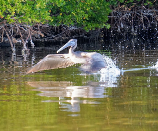 Nature Preserve «San Carlos Bay - Bunche Beach Preserve», reviews and photos, 18201 John Morris Rd, Fort Myers, FL 33908, USA
