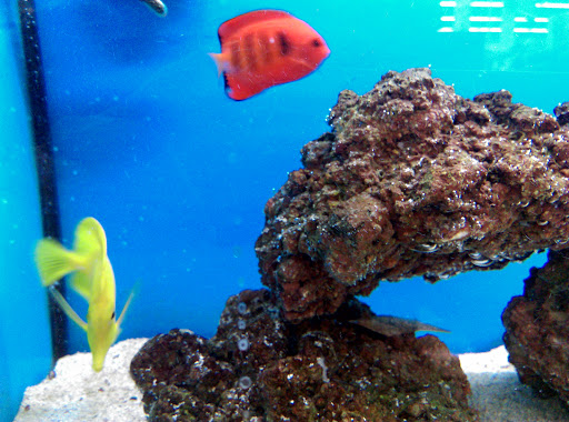 Pet Supply Store «Petco Animal Supplies», reviews and photos, 911 N Stratford Rd c, Moses Lake, WA 98837, USA