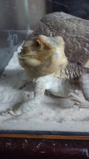 Pet Supply Store «PetSmart», reviews and photos, 916 Loganville Hwy, Bethlehem, GA 30620, USA