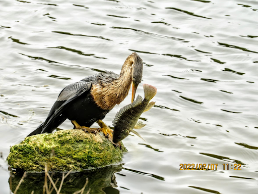 Country Club «Seminole Lake Country Club», reviews and photos, 6100 Augusta Blvd, Seminole, FL 33777, USA