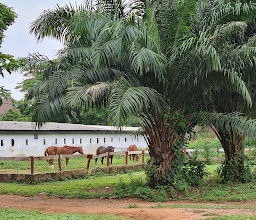 IKEJA SADDLE CLUB photo