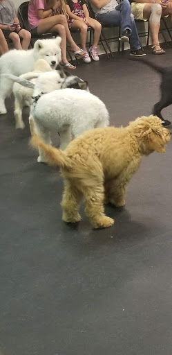 Pet Supply Store «Dogology», reviews and photos, 166 Albany Turnpike, Canton, CT 06019, USA