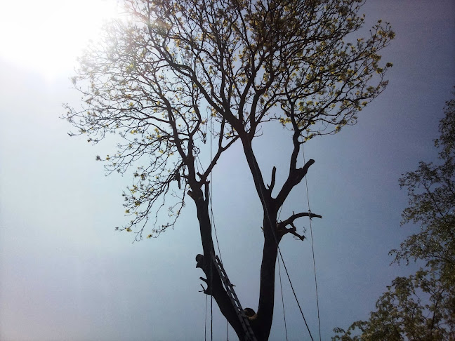 Maindee Tree Services - Landscaper