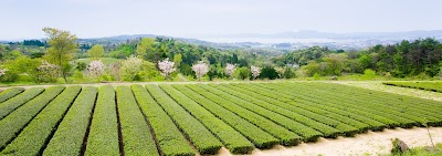 ㈲宝箱 茶工場