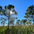 Pine Island Flatwoods Preserve