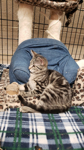 Animal Shelter «HELP the Animals, Inc», reviews and photos, 2101 W Main St, Richmond, IN 47374, USA