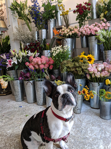 Florist «Ampersand», reviews and photos, 80 Albion St, San Francisco, CA 94103, USA
