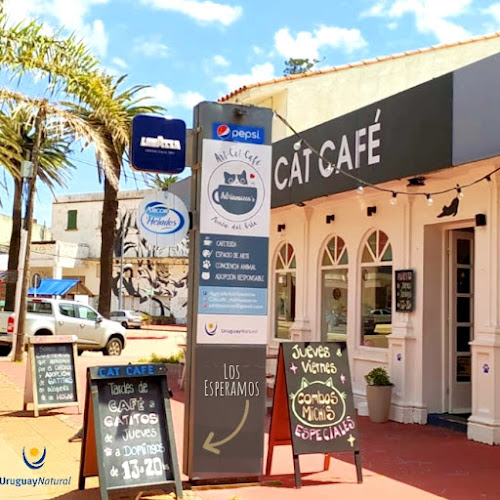 Opiniones de Adrianuzca´s Cat Café en Maldonado - Cafetería