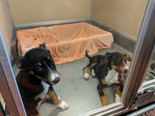 Animal Services Center of the Mesilla Valley