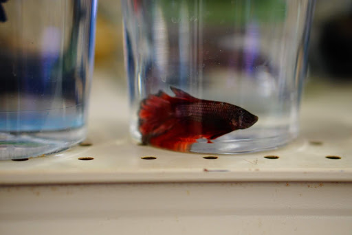 Pet Supply Store «Panhandle Pet Supply», reviews and photos, 3661 N Monroe St, Tallahassee, FL 32303, USA