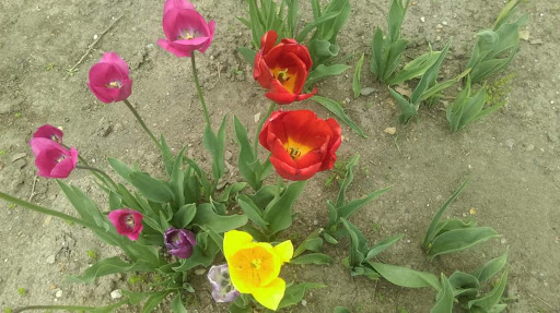 Museum «Warther Museum & Gardens», reviews and photos, 331 Karl Ave, Dover, OH 44622, USA