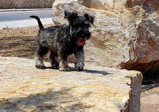 Park «Ranchos Del Sol Park», reviews and photos, 1100 Ted Houghton Dr, El Paso, TX 79936, USA