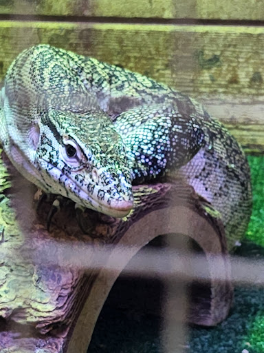 Pet Store «Critter Pet Shop», reviews and photos, 19309 Ecorse Rd, Allen Park, MI 48101, USA