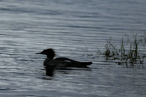 National Park «Katmai National Park and Preserve», reviews and photos
