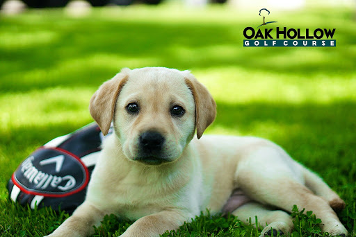 Golf Course «Oak Hollow Golf Course», reviews and photos, 3005 N McDonald St, McKinney, TX 75071, USA