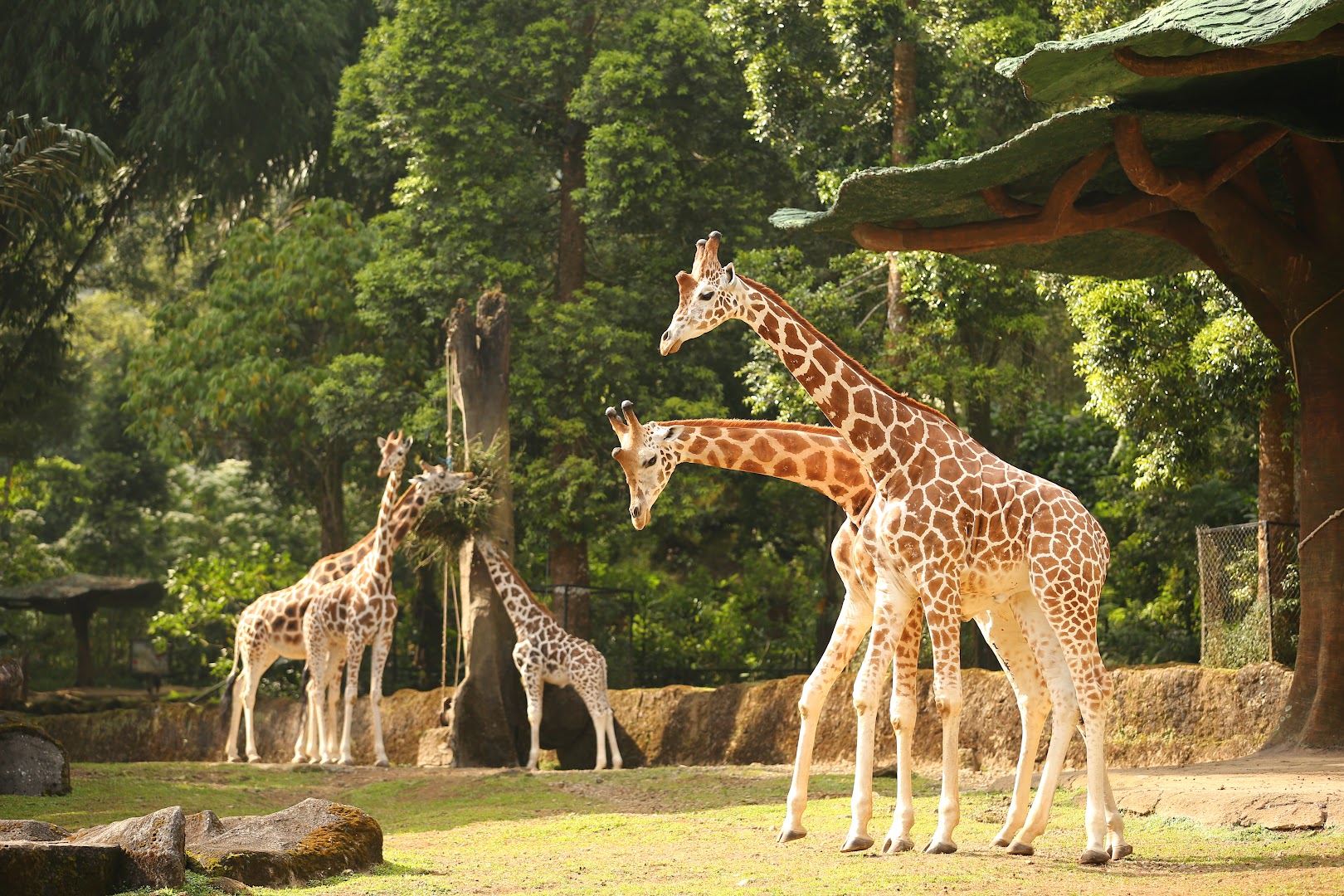 Gambar Taman Safari Indonesia Bogor