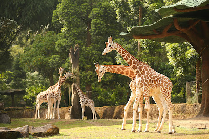 Taman Margasatwa dan Safari