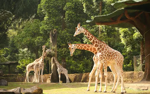 Taman Safari Indonesia Bogor image