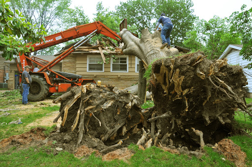 Corpus Christi Stump Grinding