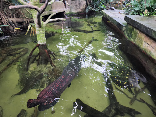 Zoo «Rainforest Pyramid», reviews and photos, 1 Hope Blvd, Galveston, TX 77554, USA