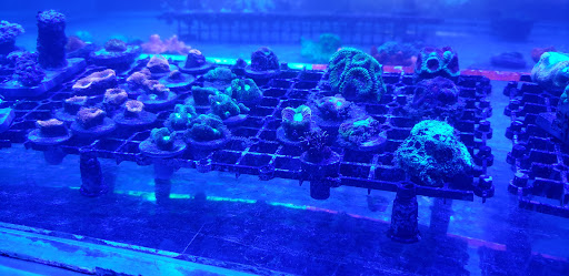 Tropical Fish Store «Ultimate Reefs & Aquariums», reviews and photos, 6020 S Memorial Dr, Tulsa, OK 74145, USA