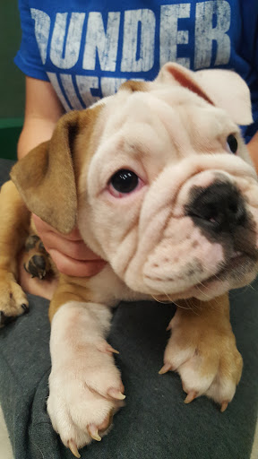 Pet Store «Petland Vineyard - San Antonio», reviews and photos, 1309 North Loop 1604 W #101, San Antonio, TX 78258, USA