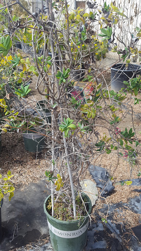 Gift Shop «Blue Hills Nursery & Gift Shop», reviews and photos, 16440 Whittier Blvd, Whittier, CA 90603, USA