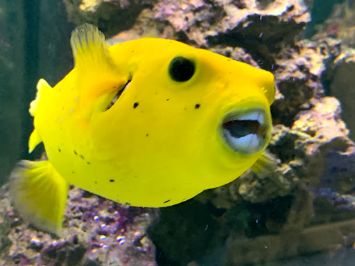 Pet Store «Pets & Such», reviews and photos, 3680 3500 S, West Valley City, UT 84120, USA