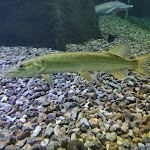 Photo n° 34 de l'avis de U.a fait le 02/11/2022 à 11:20 pour Aquarium de Touraine à Lussault-sur-Loire