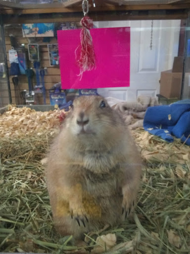 Pet Store «Lake City Pets and Supplies & Grooming», reviews and photos, 1101 US-90, Lake City, FL 32055, USA