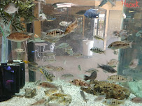 Fish N Tanks - Photo 3 - Car repair in Bakersfield, CA, Bakersfield