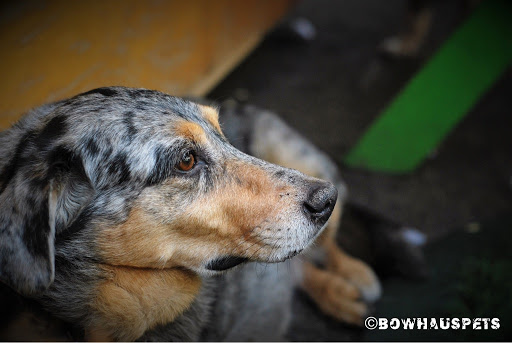Dog Day Care Center «The Bowhaus Pet Company», reviews and photos, 2472 E Colorado Blvd, Pasadena, CA 91107, USA
