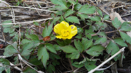 Tourist Attraction «Darlington Covered Bridge», reviews and photos, N 590 E, Crawfordsville, IN 47933, USA