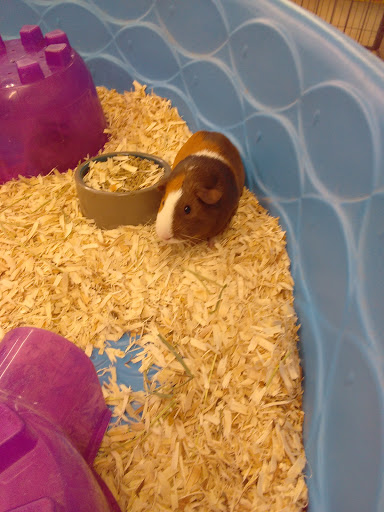 Pet Store «Pet World - Auburndale», reviews and photos, 3637 Havendale Blvd, Auburndale, FL 33823, USA