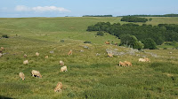 Saint-Chély-d'Aubrac du Restaurant Maison de l'Aubrac à Saint-Chély-d'Aubrac - n°1