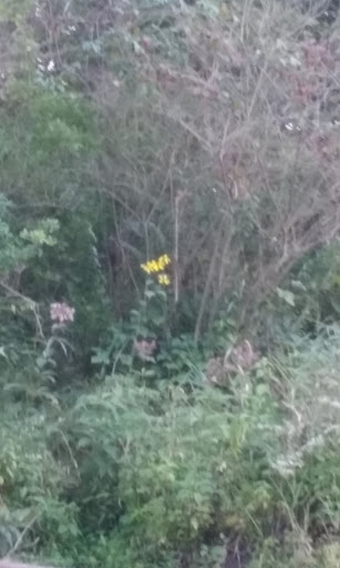 Nature Preserve «Burns-Stokes Preserve», reviews and photos, Zeeb Rd, Dexter, MI 48130, USA