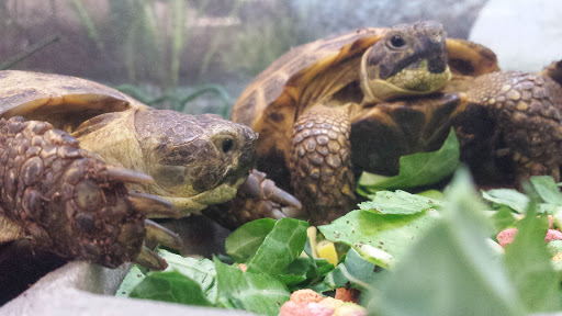 Pet Supply Store «Petco Animal Supplies», reviews and photos, 11 Cornerstone Square #200, Westford, MA 01886, USA