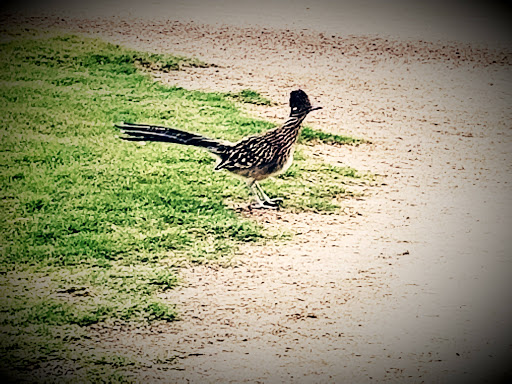 Golf Course «Aguila Golf Course», reviews and photos, 8440 S 35th Ave, Laveen Village, AZ 85339, USA